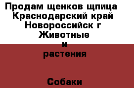 Продам щенков щпица - Краснодарский край, Новороссийск г. Животные и растения » Собаки   . Краснодарский край